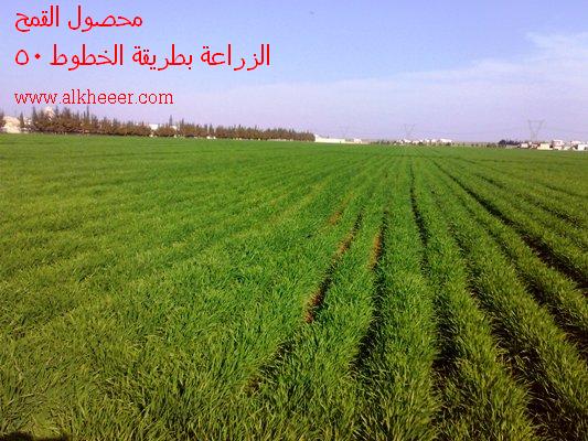   Triticum wheat