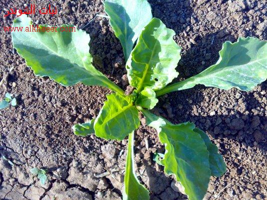    Beta vulgaris