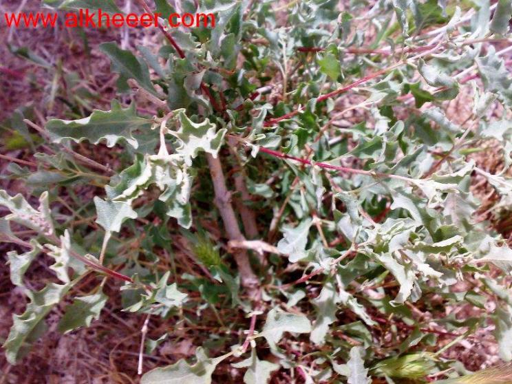 نبات سوري زراعية حصري منتديات