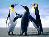 اضغط على الصورة لعرض أكبر. 

الإسم:	Penguins.jpg 
مشاهدات:	280 
الحجم:	91.8 كيلوبايت 
الهوية:	732