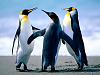     . 

:	Penguins.jpg 
:	383 
:	91.8  
:	732
