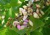     . 

:	3554-pongamia-pinnata.jpg 
:	8 
:	28.7  
:	740