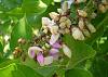     . 

:	3554-pongamia-pinnata.jpg 
:	8 
:	28.7  
:	740